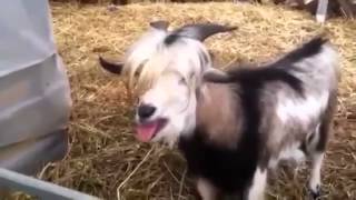 Goat Sounds Like A Gay Chicken Funny Video Goat Sounds Like A Gay Chicken Funny Video