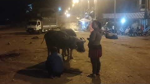 19-4-2024 chợ trâu bác hà lào cai trao đổi giá cả trong vòng vài giờ hết sạch trâu