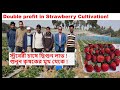 Double profit in strawberry cultivation     