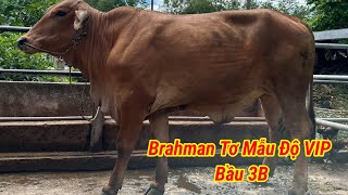 Giá Bò 13.7.2026 Phúc Báo Giá Cái Brahman Tơ Mẫu Độ VIP Bầu 3B Giá 41tr LH Phúc 0382603807