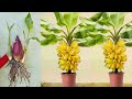 Great technique for grafting banana tree growing fast with aloe vera  how to grow banana trees