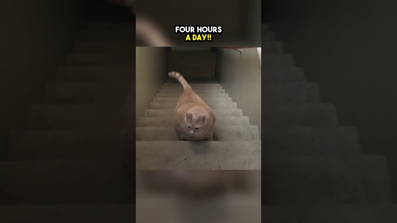 This Fat Cat Had An Incredible Weight Loss Journey 