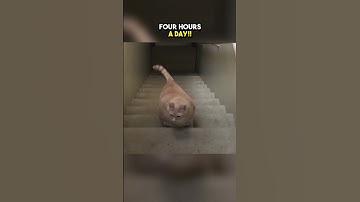 This fat cat had an incredible weight loss journey😲