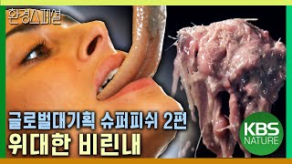 인간과 물고기, 그리고 비린내에 얽힌 인간의 지혜 [글로벌대기획 슈퍼피쉬_2편 위대한 비린내] / KBS 20120819 방송