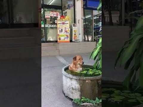 ВОТ КАКИЕ ПОСЛЕДСТВИЯ ОТ ЛЕТНЕЙ ЖАРЫ