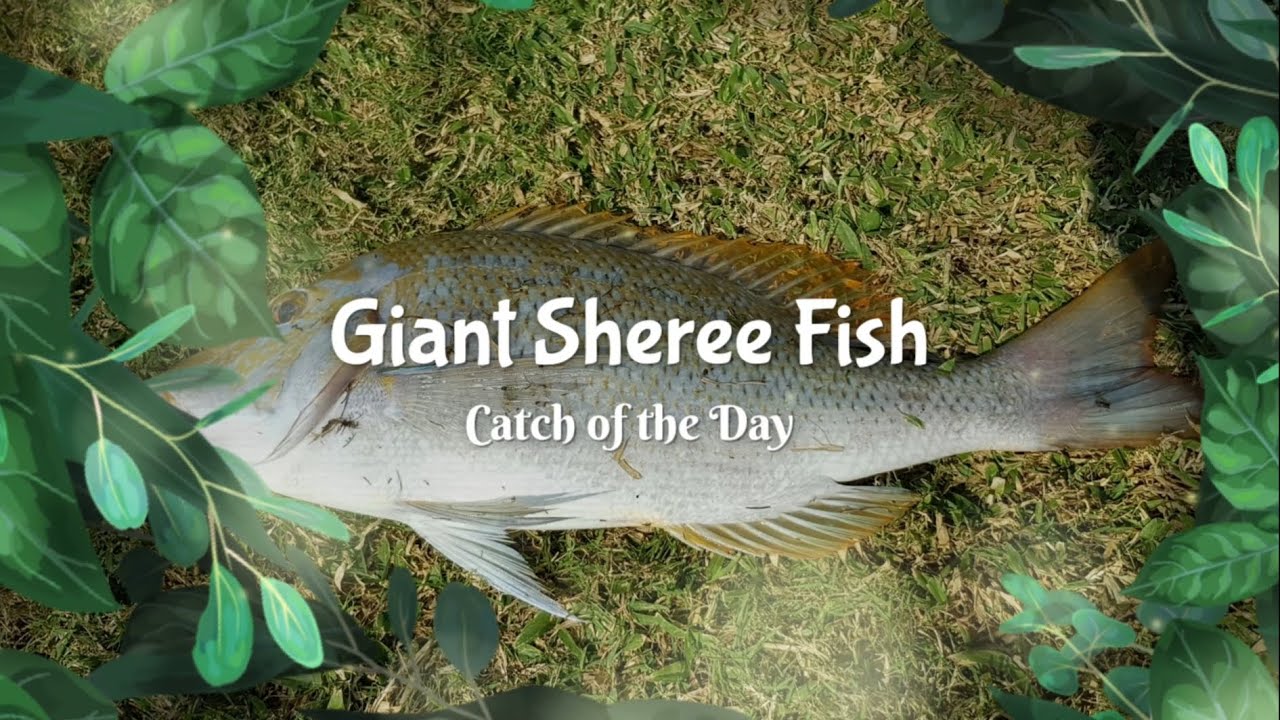 Shera Fish Giant Sheree Fish | Catch of the Day - YouTube