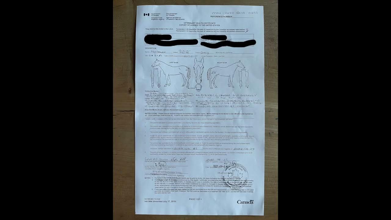 Importing a horse from Canada YouTube