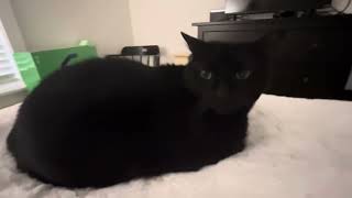 Toby the Cat #maxwellthecat