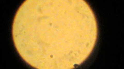 1 micron polystrene janus particles