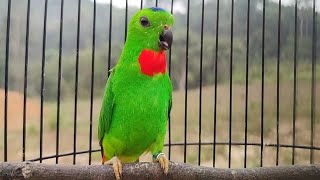 Download Lagu Suara Pancingan Bunyi Serindit GACOR Memanggil seperti ini paling cepat bikin Nyaut serindit lain MP3