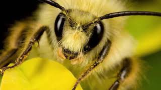 Заметки пчеловода: борьба с роением пчёл