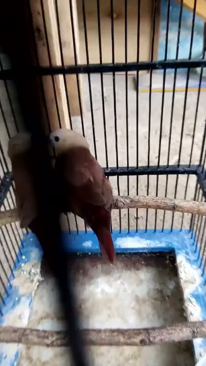 naikan birahi emprit kaji biar gacor,metode tempel cabut dg betina