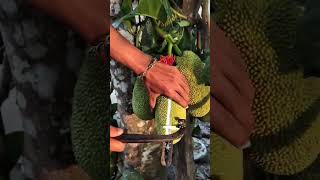 Tapping young jackfruit for its natural latex. 🌿#Jackfruit #Nature #Farming #Indonesia