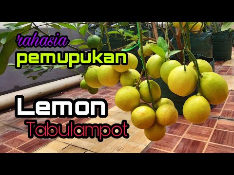 Video: Penyerbukan Pohon Lemon Dalam Ruangan - Cara Penyerbukan Pohon Lemon Dengan Tangan