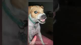 Jack Russells Know How To Work It.