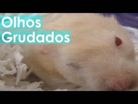 Vídeo: 3 maneiras de tratar cães vermes com comida e temperos