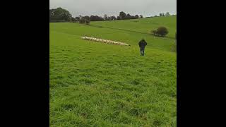 WhatsApp Video 2023 10 06 at 13 42 19 by Ruthin Farmers 57 views 7 months ago 2 minutes, 3 seconds