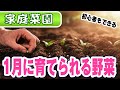 【家庭菜園】1月に育てられる野菜【9選】初心者でもかんたんな野菜です！