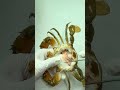 Crab Taxidermy Gone Wrong? &ldquo;Just Eat Me Already!&rdquo; #Crab #Specimen #PetVlog