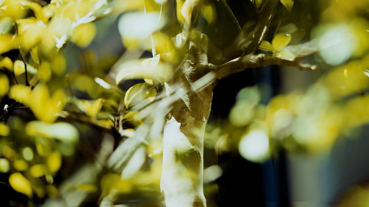 四季の日本庭園が彩る歯医者　つつい歯科