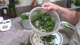Drying Home Grown Herbs