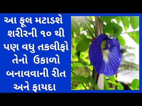 અપરાજિતા ના આયુર્વેદિક ઉપચારો | અપરાજિતા ના ફૂલનો ઉકાળો બનાવવાની સાચી રીત | Aparajita flower tea