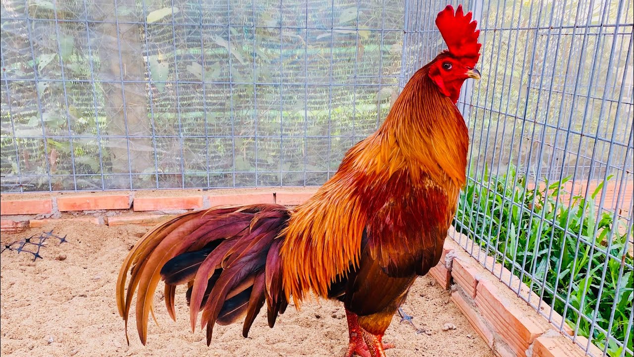 4/3 Cùng E Tham Quan Khu 300 Chuồng Gà Tơ Nhé @877.535.503