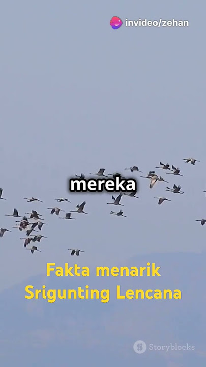 Fakta menarik Srigunting Lencana, Pandai Meniru Suara dan Menjadikannya Lagu #faktaunik #burungunik