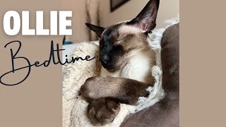 SIAMESE CAT OLLIE BEDTIME #cats #siamese #bedtime #dexter