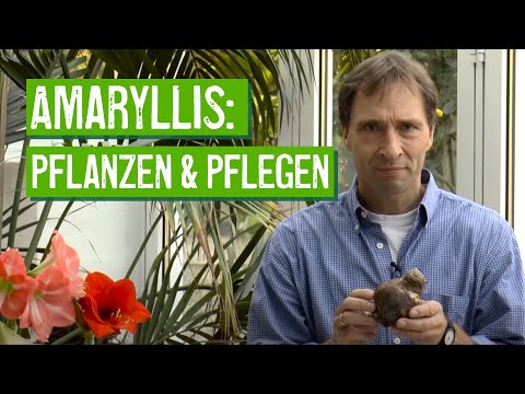 Video: Wie Pflegt Man Amaryllis?