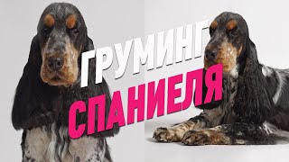 ГРУМИНГ СПАНИЕЛЯ / ВЫЧЕС ПОДШЕРСТКА / ОБУЧЕНИЕ ГРУМИНГУ / Эпизод МАСТЕРКЛАССА / GROOM SCHOOL