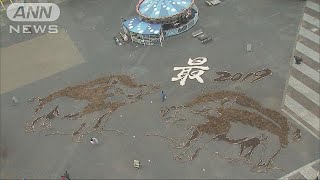 来年の干支イノシシの地上絵　ポイントに松ぼっくり(18/12/09)