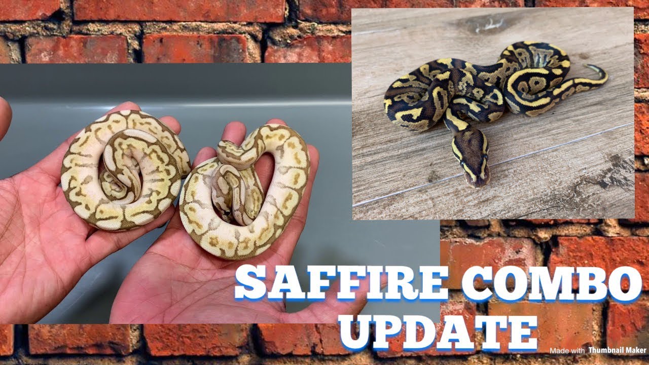captive breeding programs in zoos New SAPPHIRE Combos!!