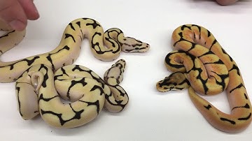 2018 Ball Pythons #8  Microscales, Albino Pieds, Super Orange Dreams and more!