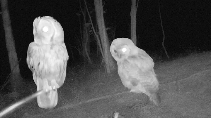 Tawny Owl Chicks Call and Feeding