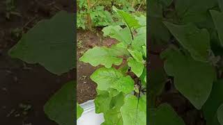 My Eggplant Starting To Bear Fruits
