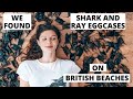 You wont BELIEVE these can be found on BRITISH BEACHES! We found and identified SHARK and RAY Eggs!