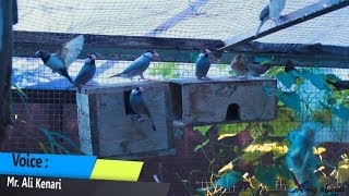 Indonesian Finch Around The World - Ronggolawe Wealth