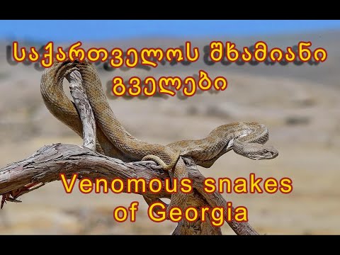 საქართველოს შხამიანი გველების სახეობები, საშიშროება და თავის დაცვა. Venomous snakes of Georgia