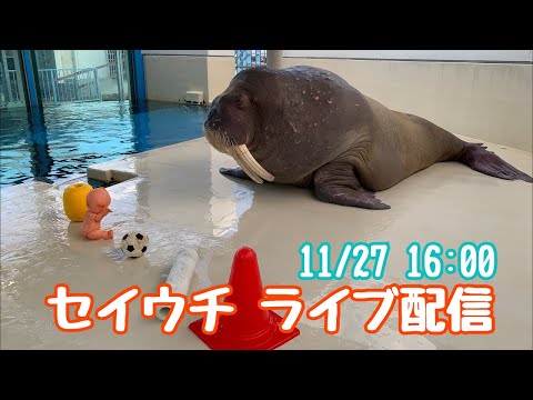 ポウちゃんです。 鳥羽水族館》セイウチ「ポウ」と 揺らせば氷がデルデル君1号