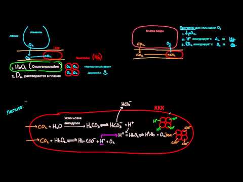 Гемоглобин переносит О2 и СО2