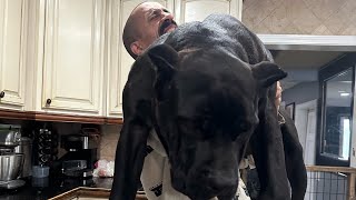 Look at this GIANT lil baby dog 😳 by DARKDYNASTYK9S 11,277 views 2 months ago 1 minute, 45 seconds