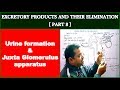 Excretory Products and their Elemination for NEET | Part 8 | Urine Composition &amp; JGA