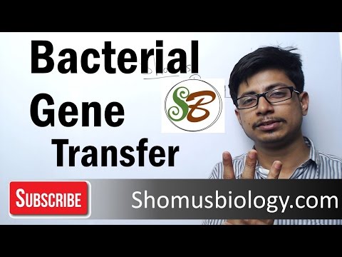 Video: Ano ang gene transfer sa bacteria?