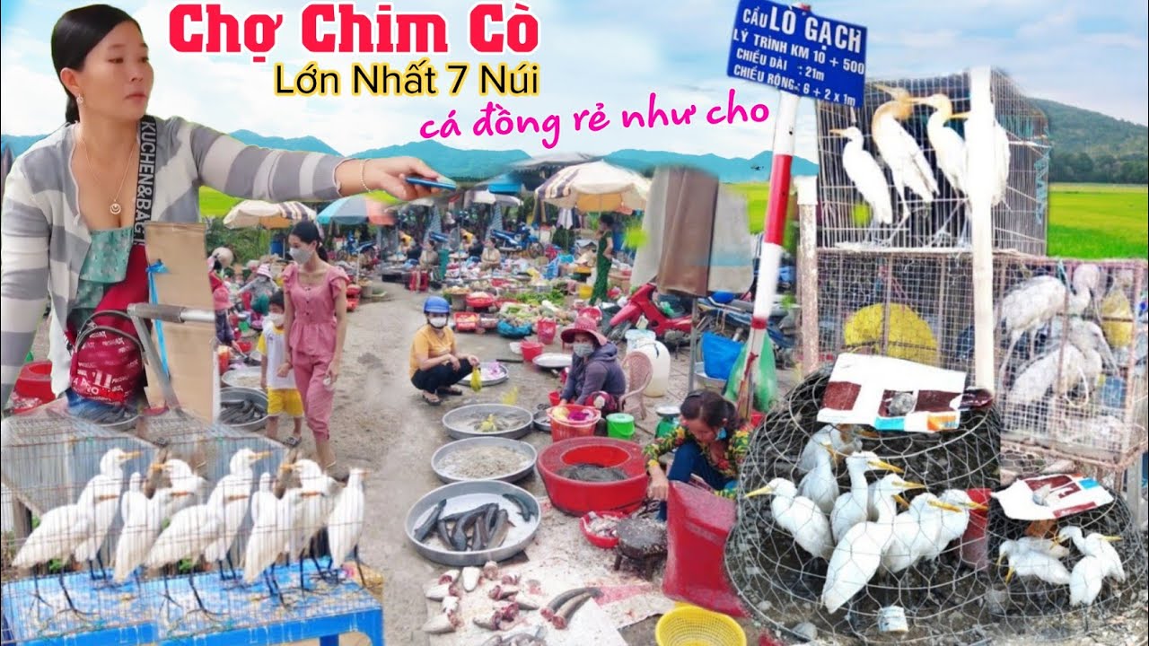 Chợ chim cò, cá đồng rẻ như cho đổ đống lề đường nổi tiếng vùng rừng ...