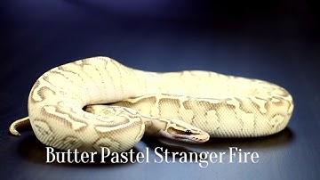 IRES Reptiles - Stranger Ball Python Gene