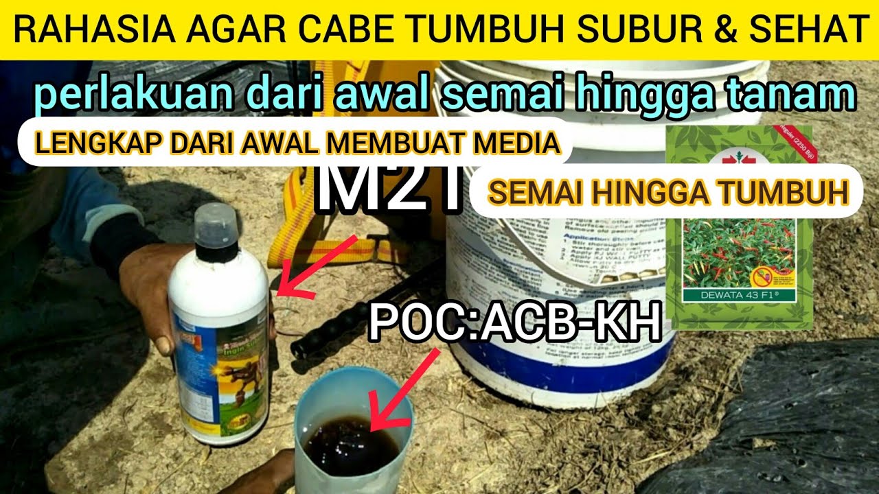 cara semai cabe agar cepat tumbuh 