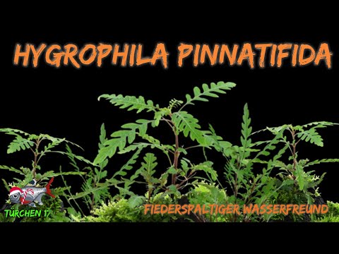 Video: Ameisen von Pfingstrosen fernhalten - Gunook