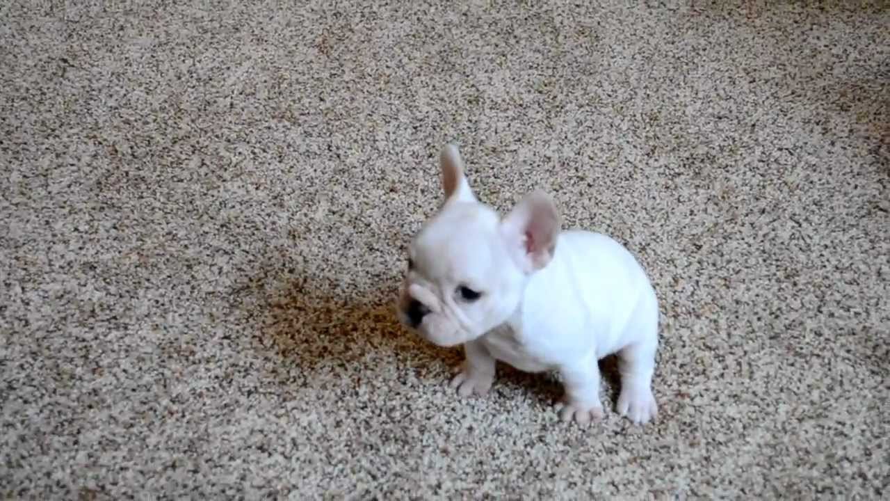 6 Week Old French Bulldog Puppy - YouTube