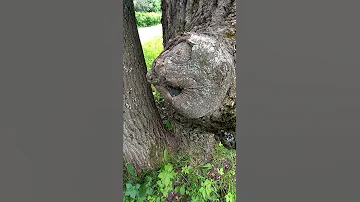 Хамелеон поймал птенца.